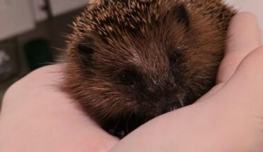 Igor der Igel mit 320g gefunden