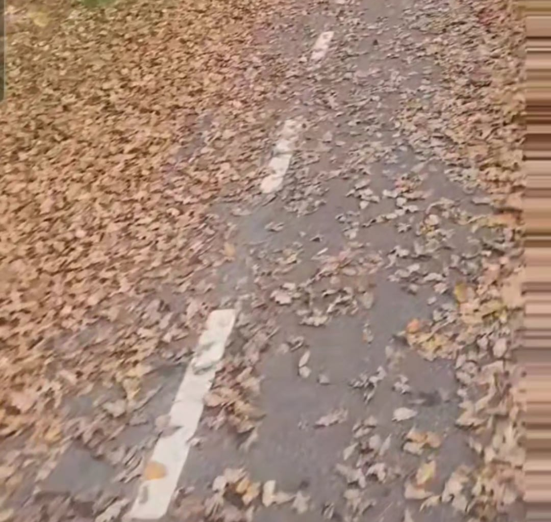 I kender snehaderen. Mød bladhaderen.