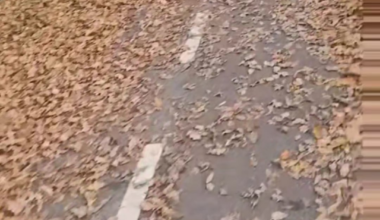 I kender snehaderen. Mød bladhaderen.