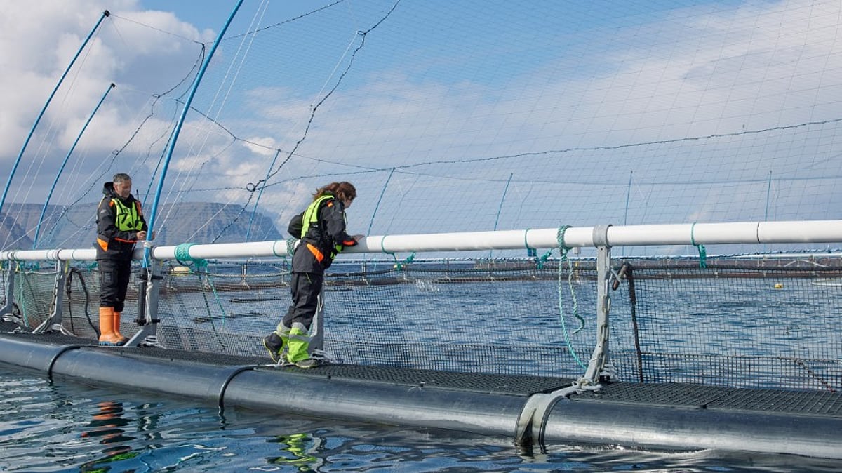 Iceland proposes new legal framework for aquaculture