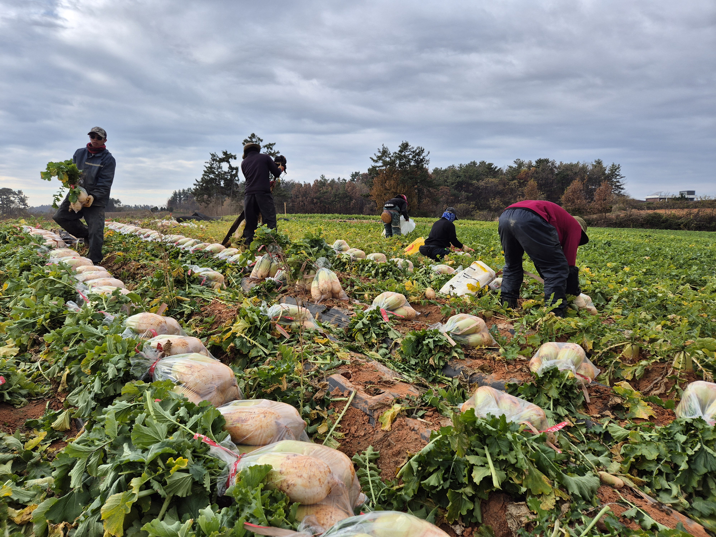 Workers harvest radishes in a radish field in Yeongam County, South Jeolla, on Dec. 4. [HWANG HEE-GYU]