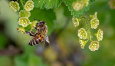 A bee on a plant.