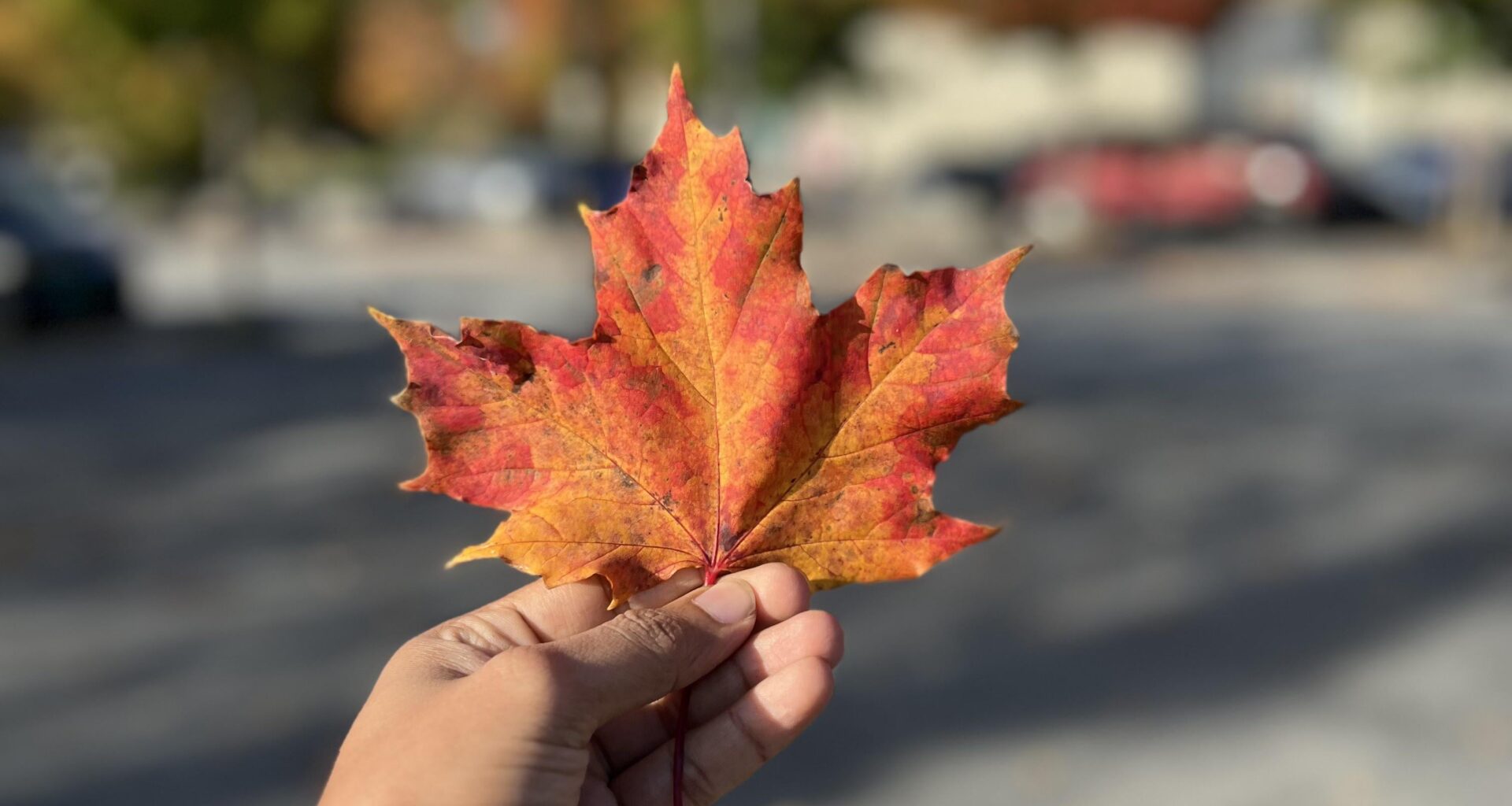 ITAP of a maple leaf in Norway last autumn
