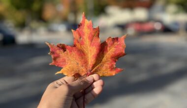 ITAP of a maple leaf in Norway last autumn