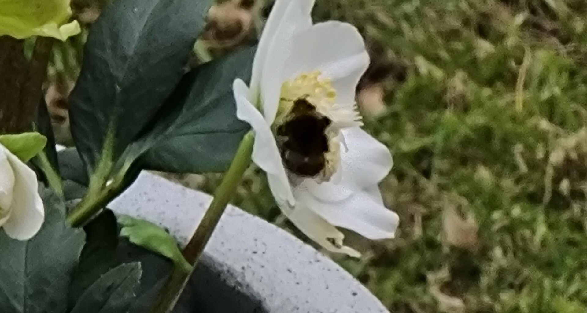 Spotted a bee!