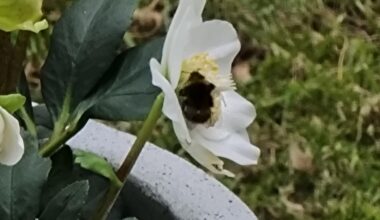 Spotted a bee!