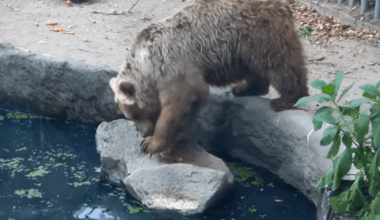 A bear saving a crow from drowning [S slovenskim pridihom]