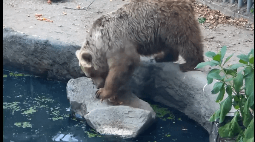 A bear saving a crow from drowning [S slovenskim pridihom]