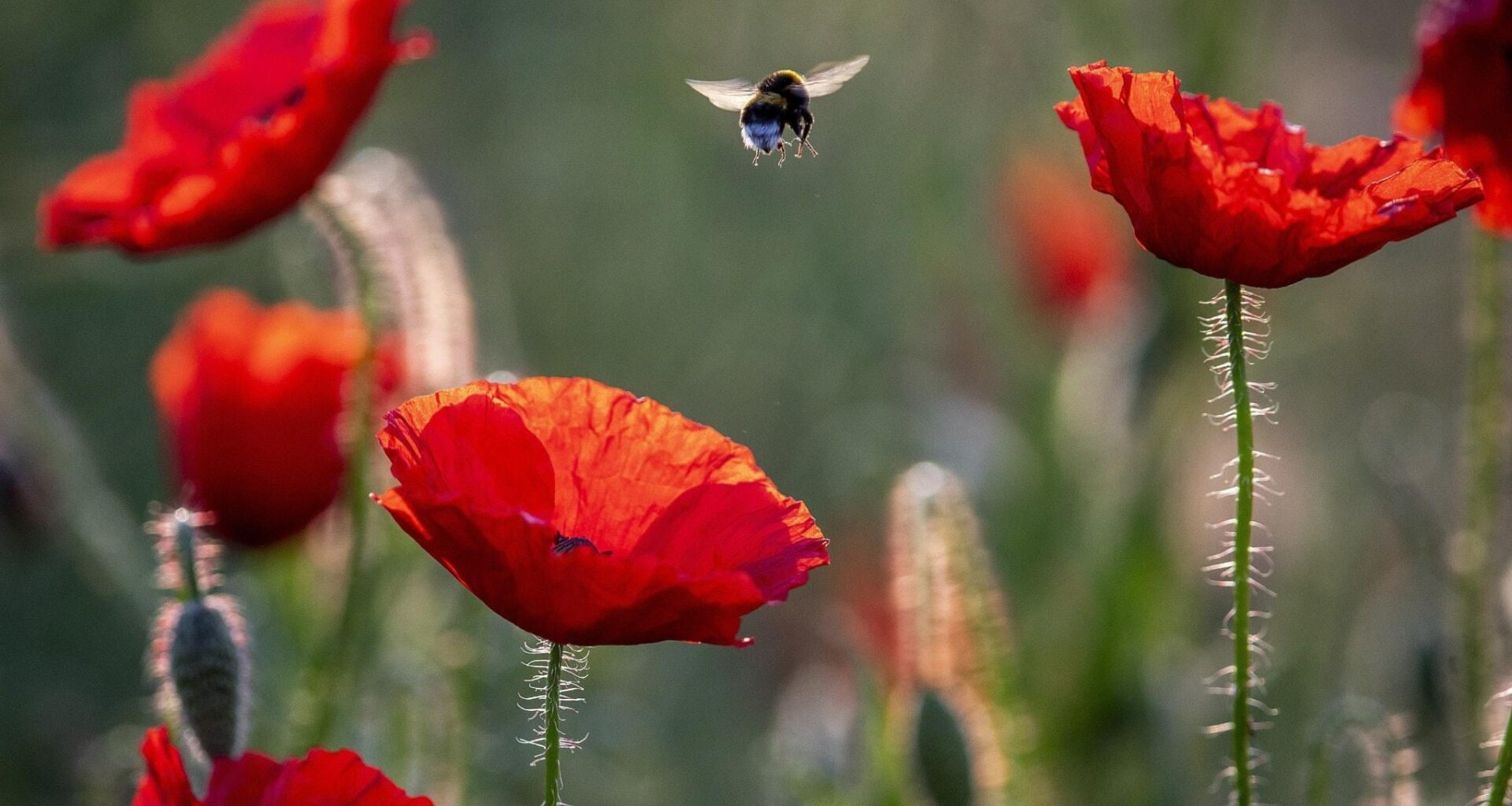 Ny forskning: Allt fler upplever rädsla och avsky för naturen