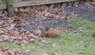 Seltener Freund bei Winterruheunterbrechung weil Hunger.