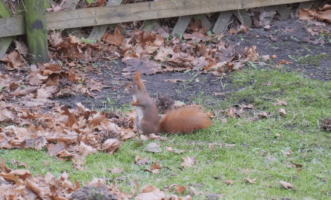 Seltener Freund bei Winterruheunterbrechung weil Hunger.