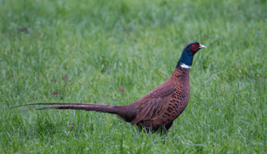 Neulich Abend beim Spaziergang beobachten dürfen, so ein schöner Vogel!