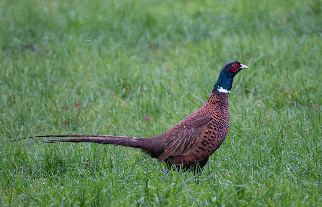 Neulich Abend beim Spaziergang beobachten dürfen, so ein schöner Vogel!