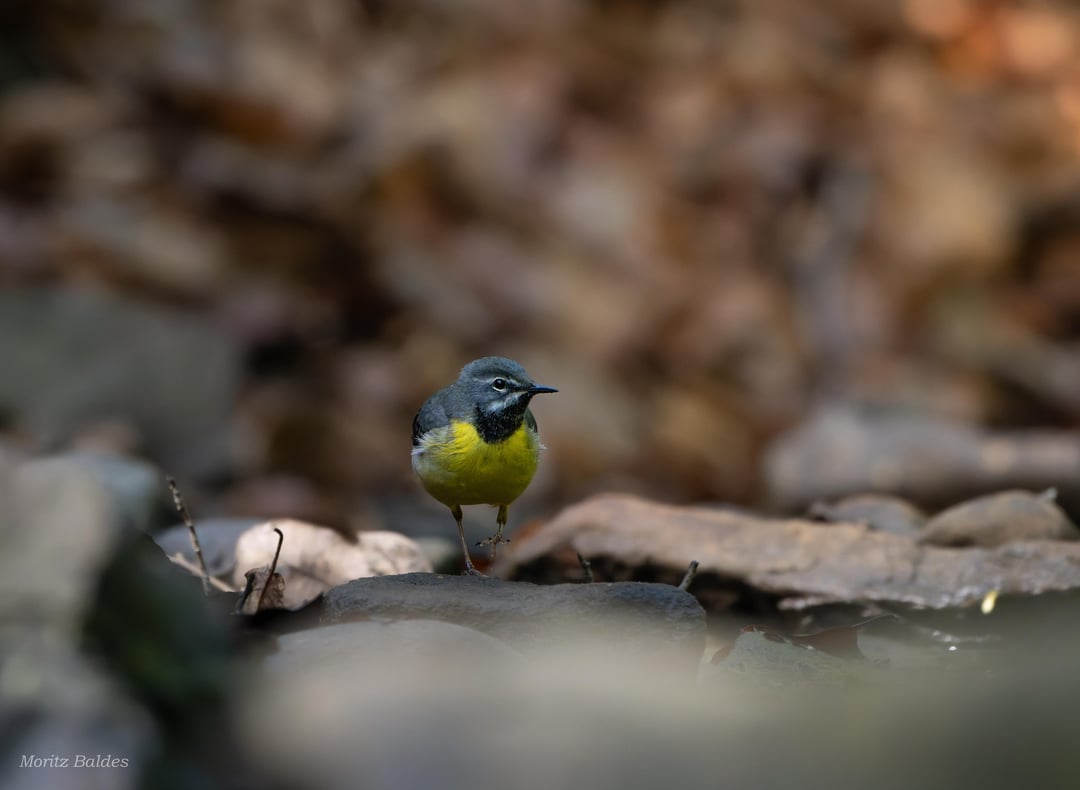 Gebirgsstelze im Lebensraum