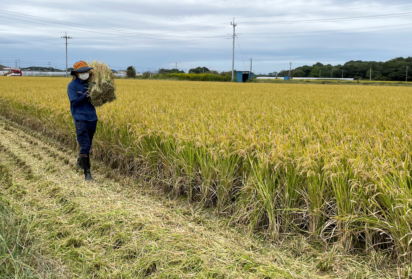 A farmer harvests rice in a field in Chikusei, Ibaraki Prefecture, Japan on Oct. 9. [REUTERS/YONHAP]