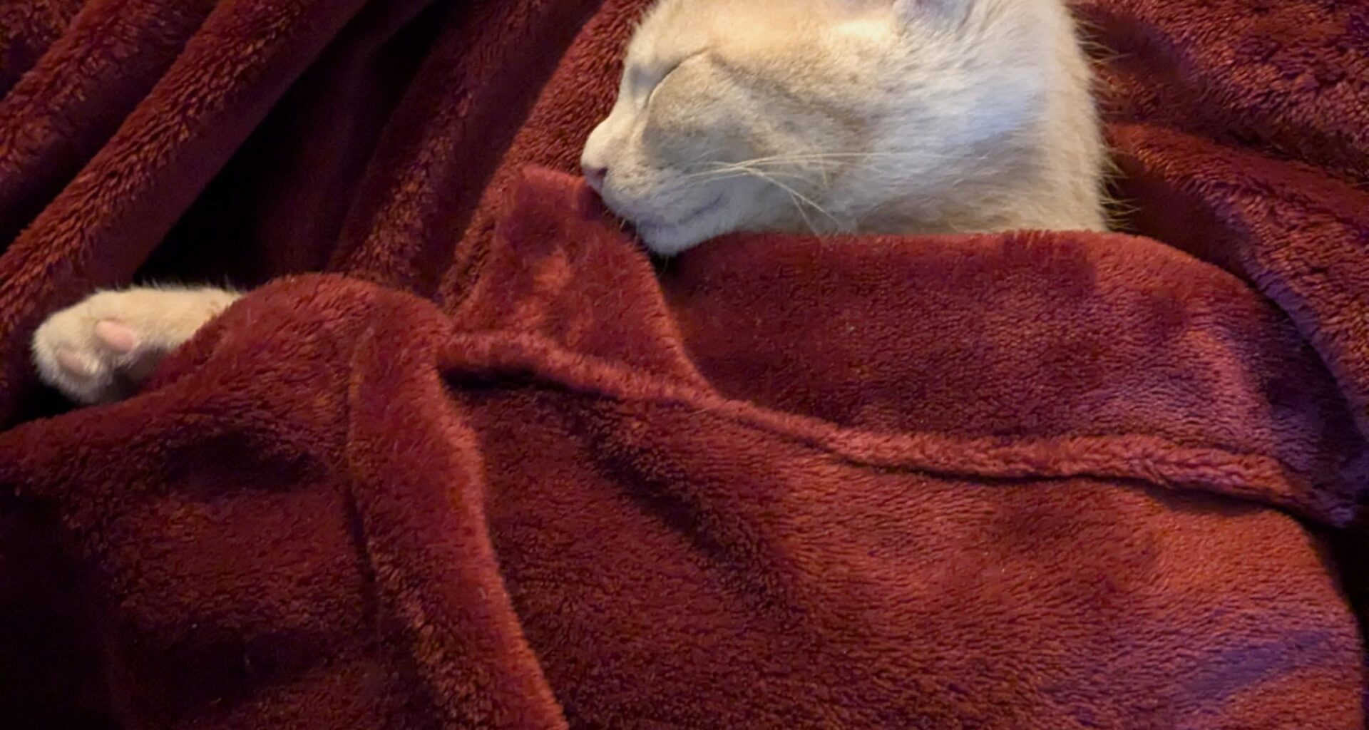 Het grote Kerstdiner 2025 draadje