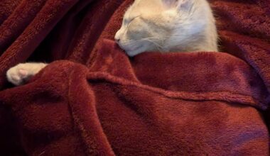 Het grote Kerstdiner 2025 draadje