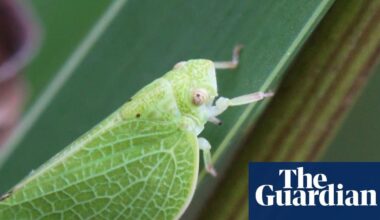 ‘Borrowed time’: crop pests and food losses supercharged by climate crisis. Heating means pests breeding and spreading faster, warn scientists, with simplified current food system already vulnerable.
