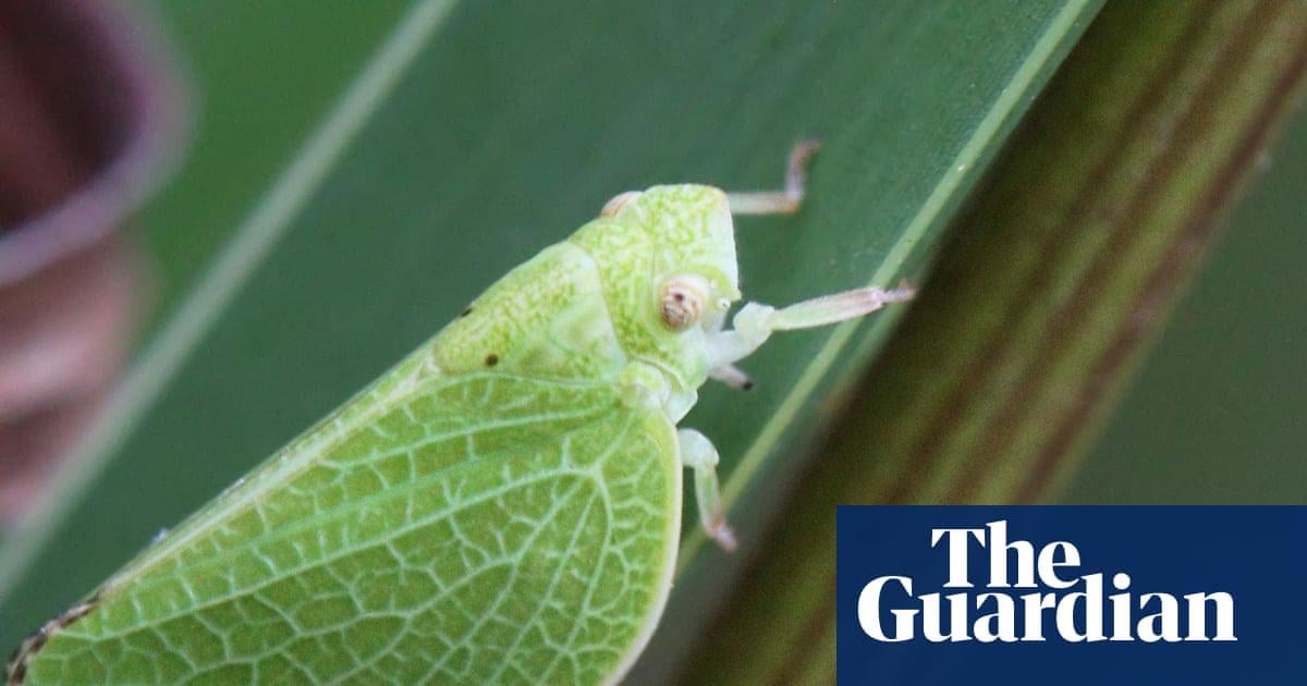 ‘Borrowed time’: crop pests and food losses supercharged by climate crisis. Heating means pests breeding and spreading faster, warn scientists, with simplified current food system already vulnerable.