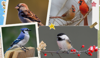 'Just' A Blue Jay? Don't Overlook These Magnificent Common Birds