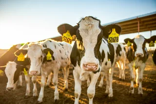 cow cows Allflex-Livestock_Holstein_Dairy_HI JPG for MSD HR article 05-2025