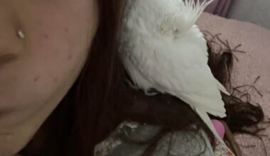 he encontrado esta ninfa en mi ventana tocando