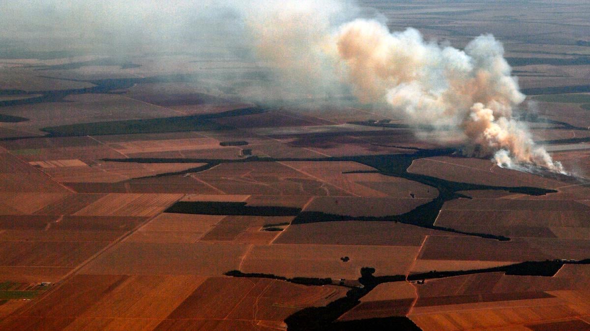 Dansk sojaimport påvirker regnskoven: 'Vores Amazonas bliver lavet om til ørken'