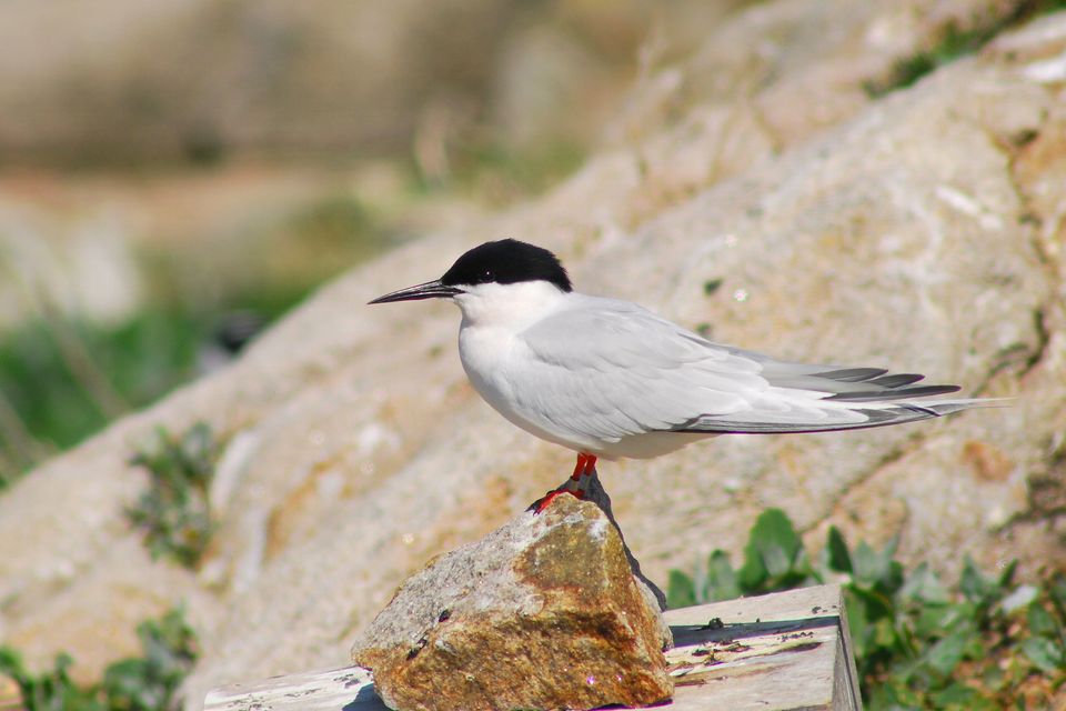 The roseate tern, Europe's rarest breeding sea bird. Photo: Brian Burke/BirdWatch Ireland