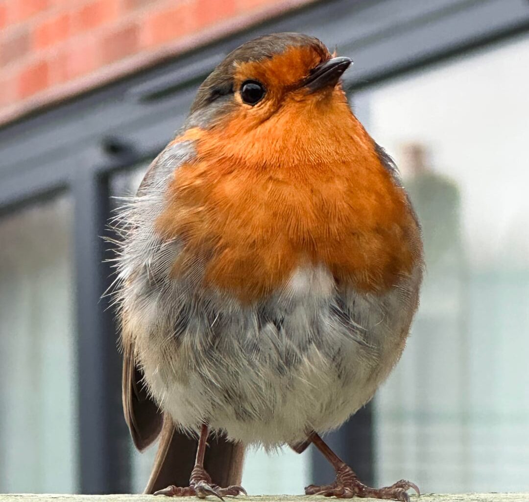 Robin update; he’s getting very fat and very bold. I have named him noodle and also got him a house in case he needed one.