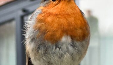 Robin update; he’s getting very fat and very bold. I have named him noodle and also got him a house in case he needed one.