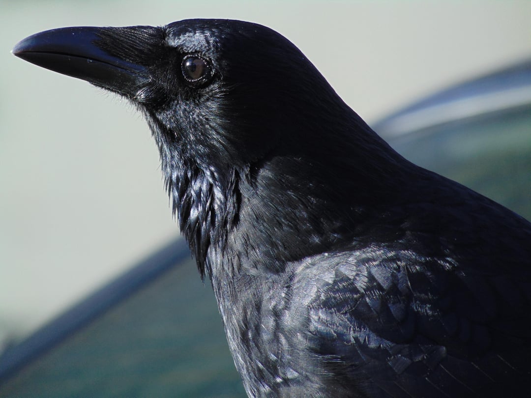 Rabenkrähe