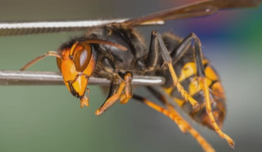 More hornets expected over summer, public urged to remain vigilant