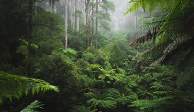 Deforestation Regulation officially postponed again