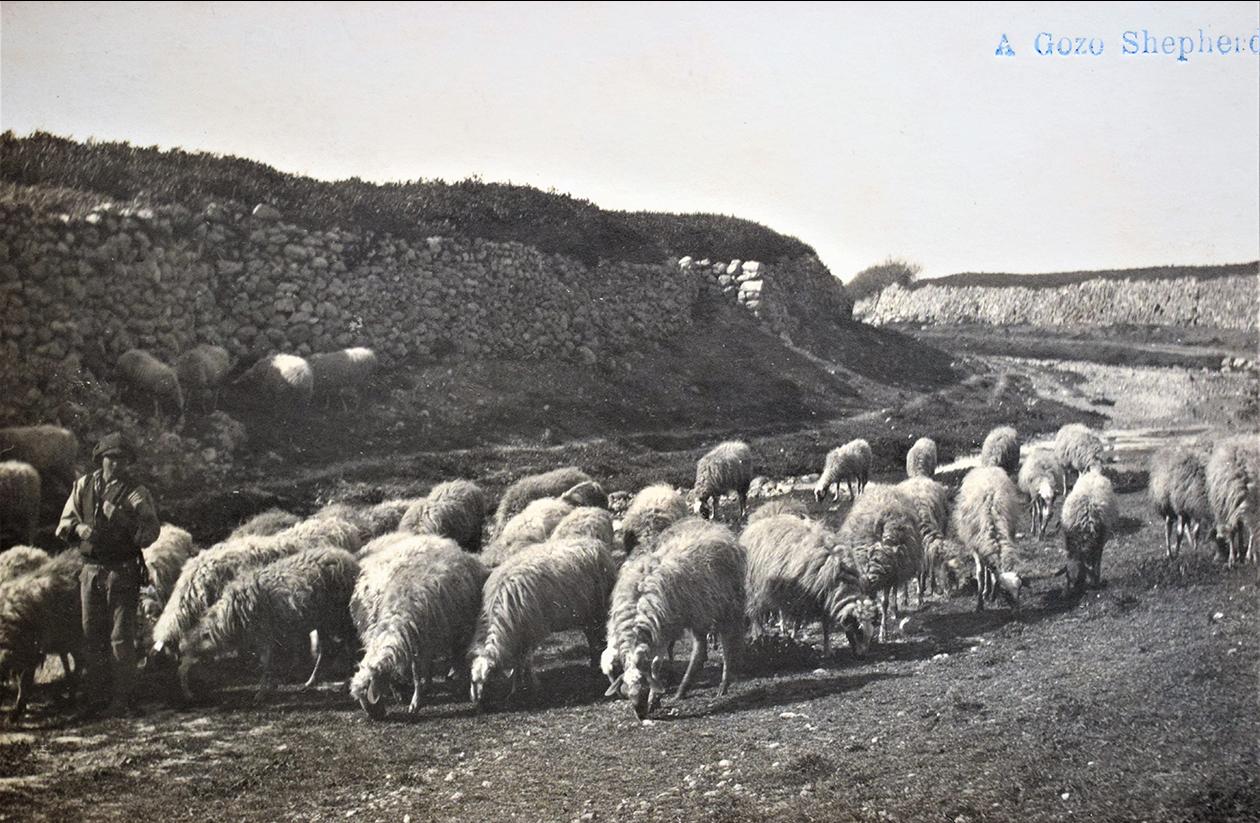 Herds grazing, postcard by Mikiel Farrugia, including himself in the image.