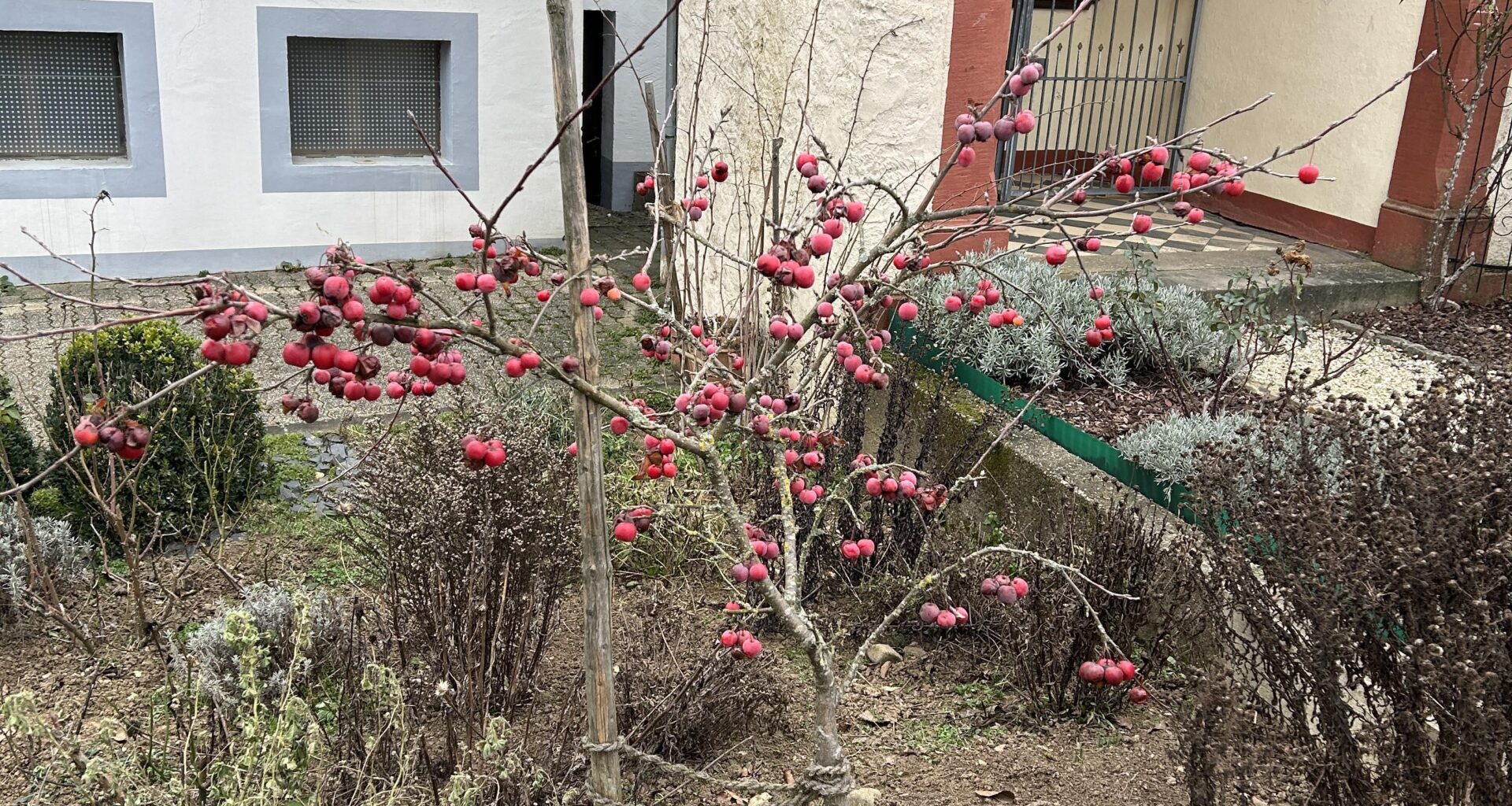 Zierapfel wie schneiden?