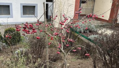 Zierapfel wie schneiden?