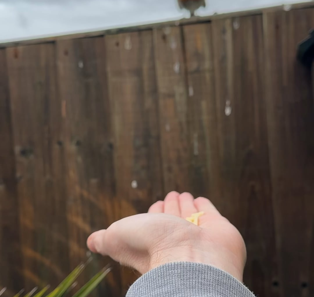 Sorry to spam you all, but I need to report me and Noodle are bonding 😎