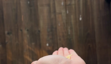 Sorry to spam you all, but I need to report me and Noodle are bonding 😎