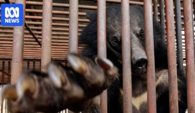 South Korea bans bear bile farming with jail for those who breach the law