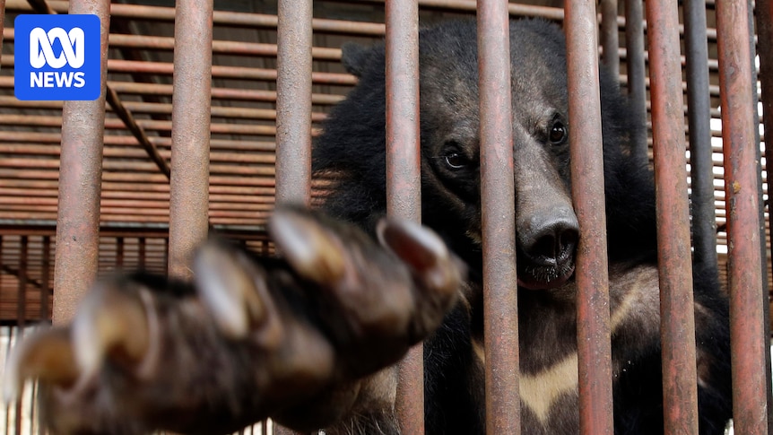 South Korea bans bear bile farming with jail for those who breach the law