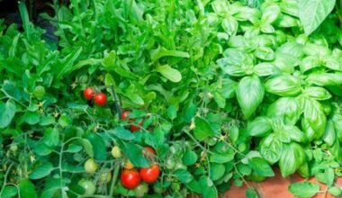 Was pflanze ich neben Tomaten?