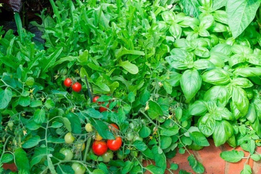 Was pflanze ich neben Tomaten?