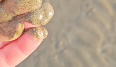 I found this baby Lesser-spotted dogfish stuck in its egg and stranded by the receding tide. At first there seemed no sign of life, but after a few seconds it began twitching and I brought it back to the sea.