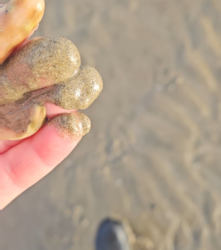 I found this baby Lesser-spotted dogfish stuck in its egg and stranded by the receding tide. At first there seemed no sign of life, but after a few seconds it began twitching and I brought it back to the sea.