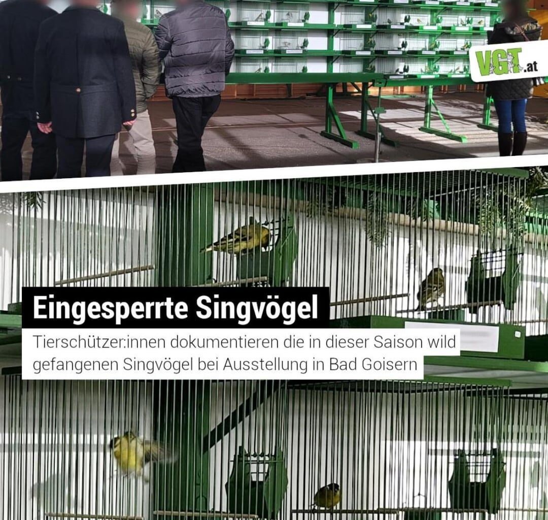 Eingesperrte Singvögel - Neues aus dem Salzkammergut + Petition