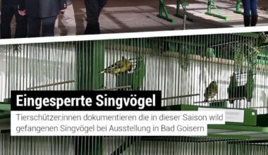 Eingesperrte Singvögel - Neues aus dem Salzkammergut + Petition