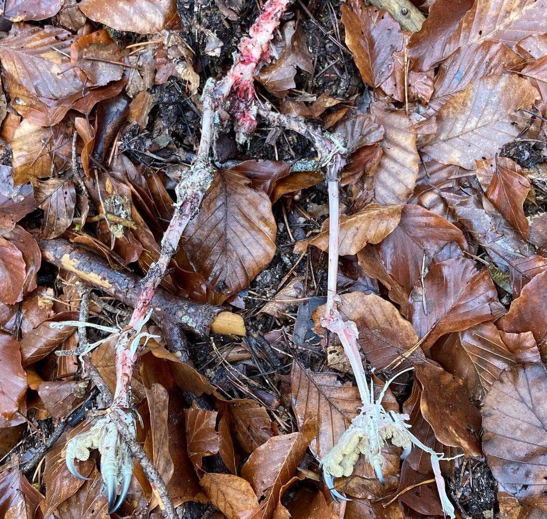 Reste eines Raubvogels/Eule?