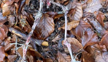 Reste eines Raubvogels/Eule?