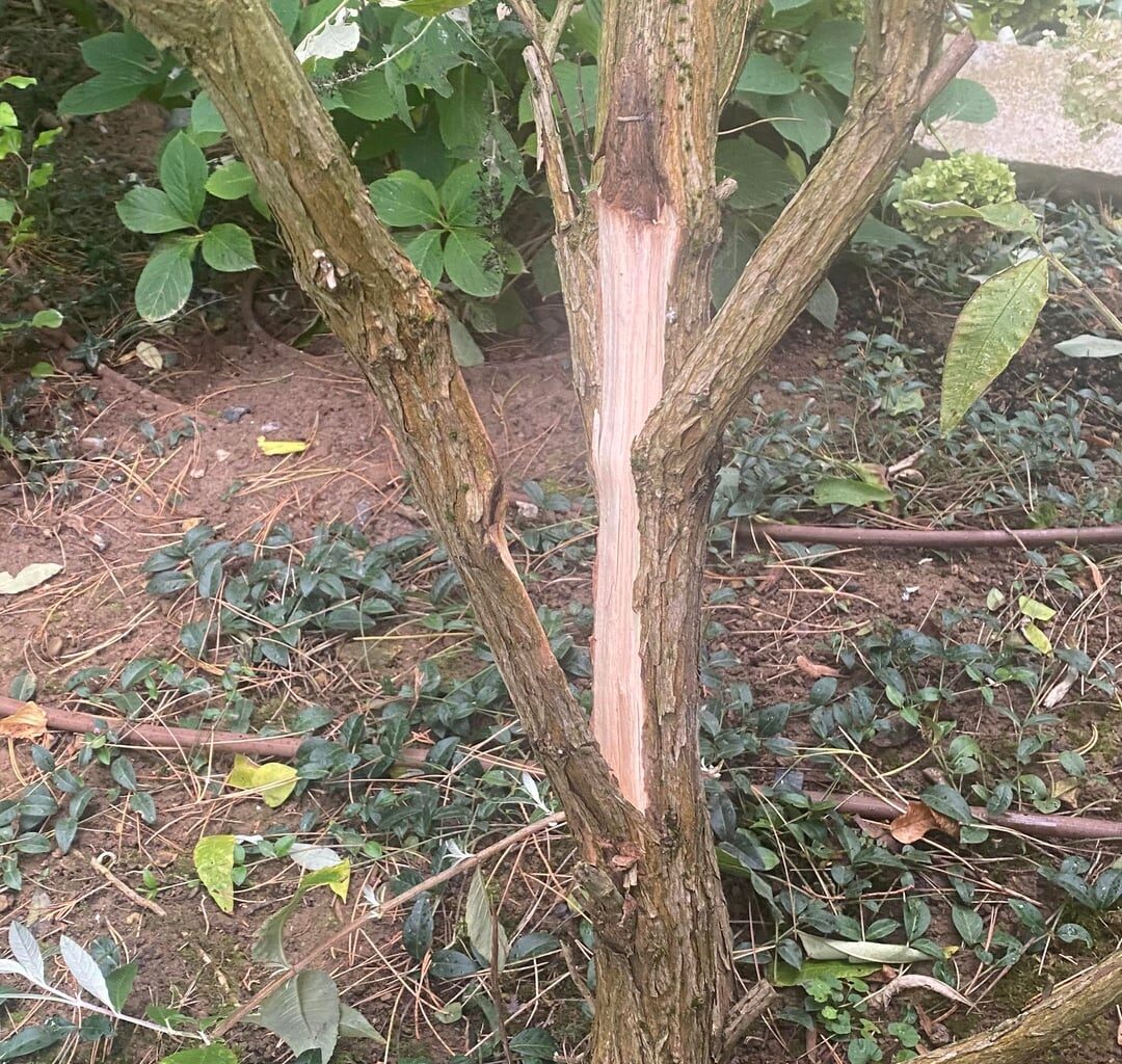 Gesplitterter Sommerflieder