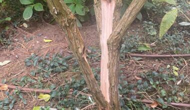 Gesplitterter Sommerflieder